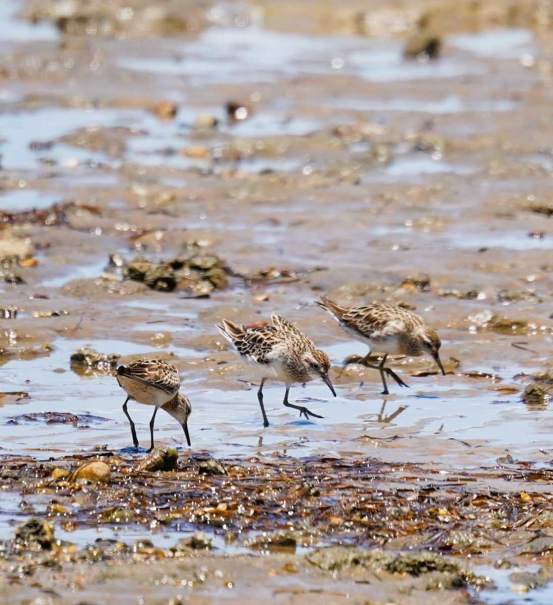 Sharp-tailed Sandpiper - ML646339382