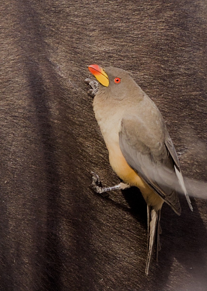 Yellow-billed Oxpecker - ML646339383