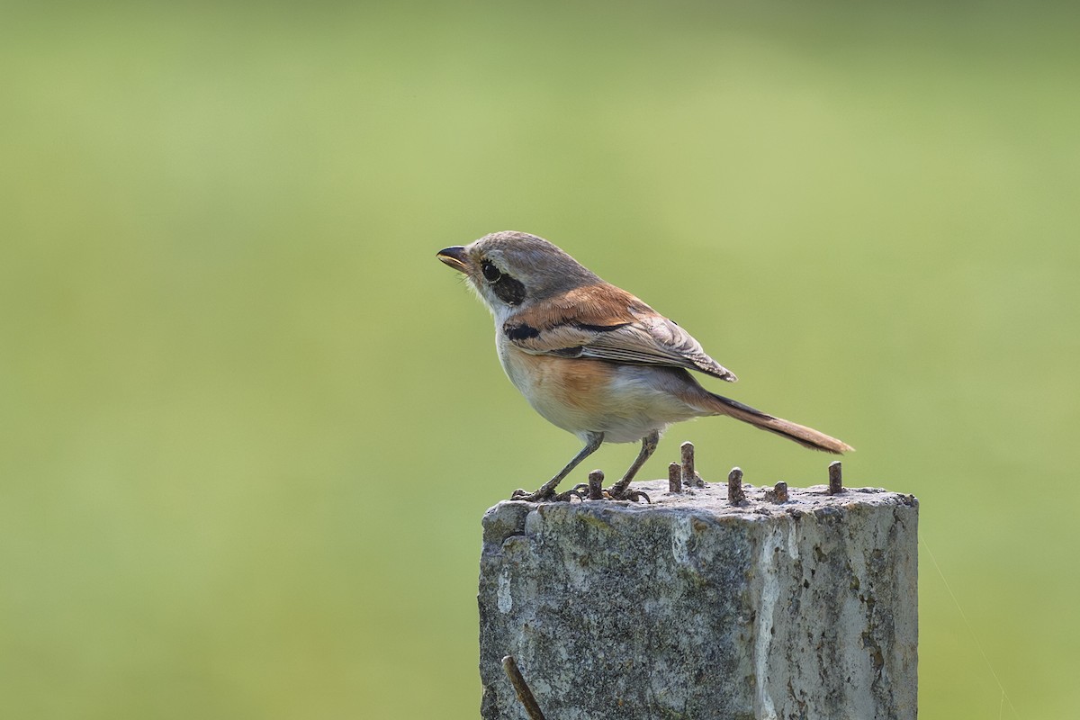Bay-backed Shrike - ML646339389