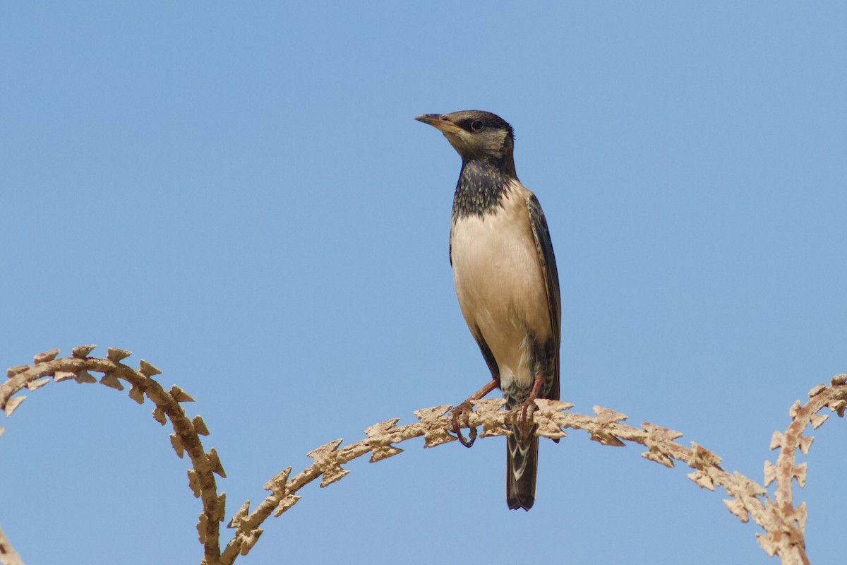 Rosy Starling - ML646339391