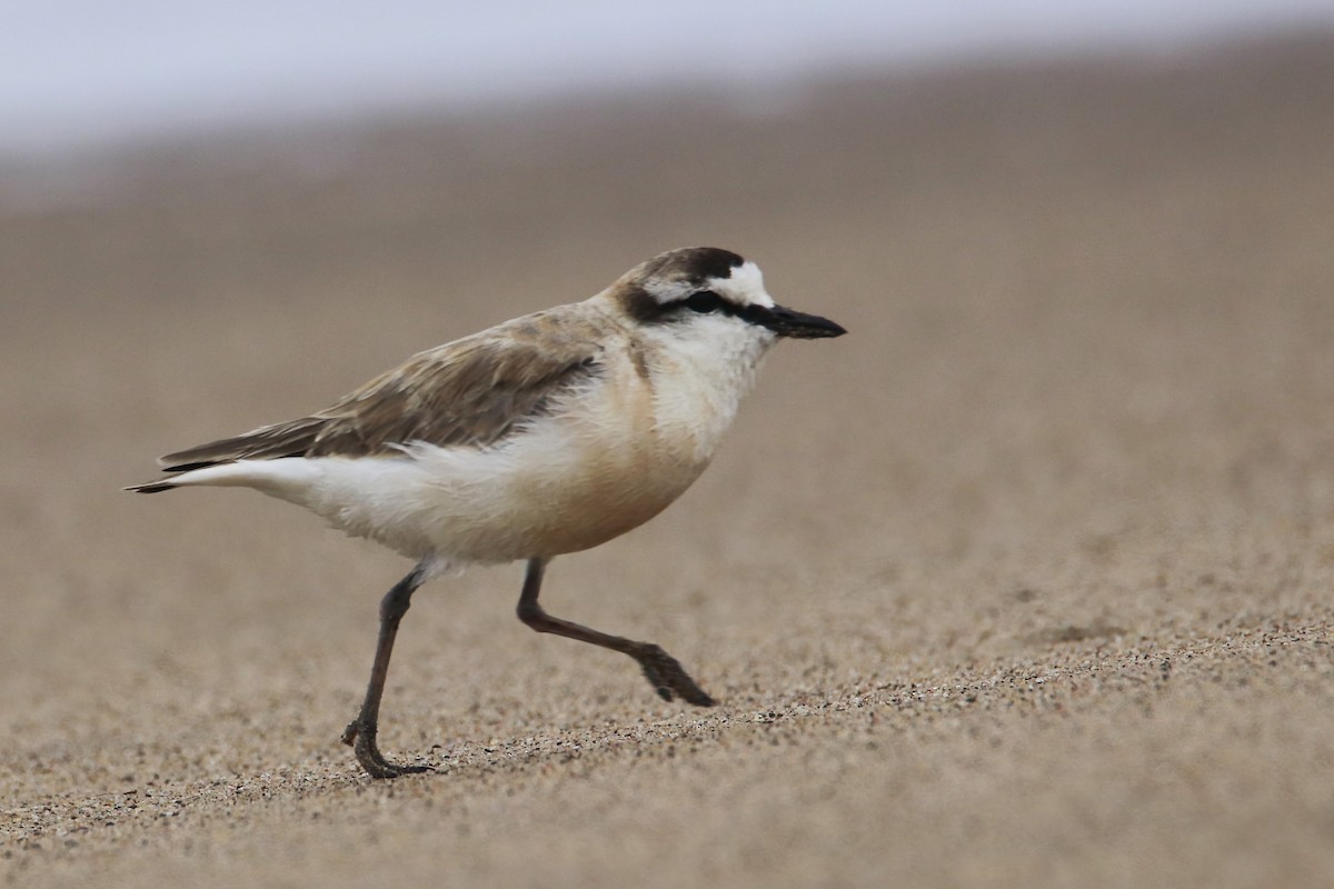 シロビタイチドリ - ML646339395