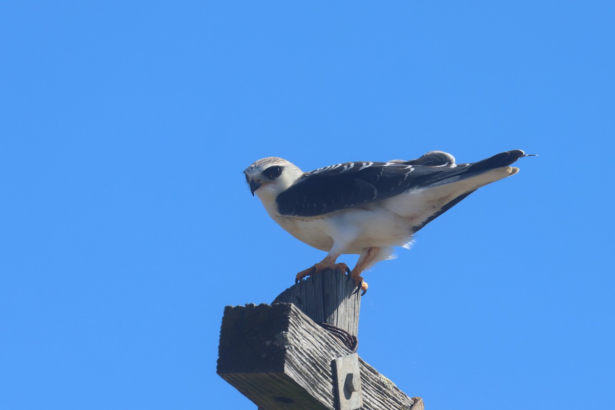 カタグロトビ - ML646339396