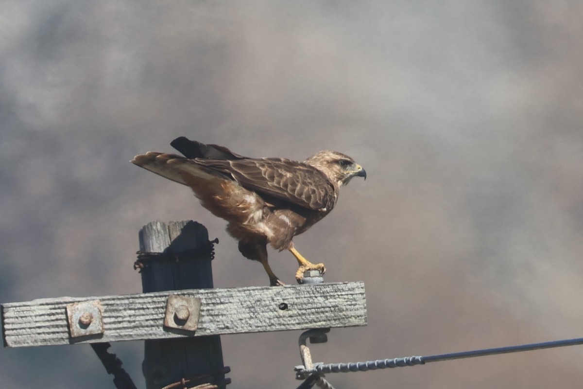 ヨーロッパノスリ - ML646339398