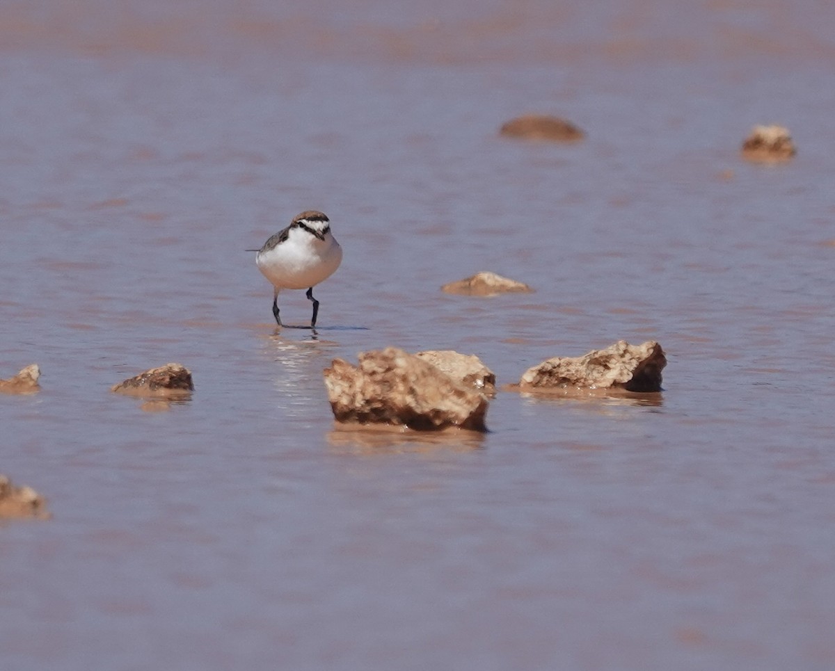 アカエリシロチドリ - ML646339399