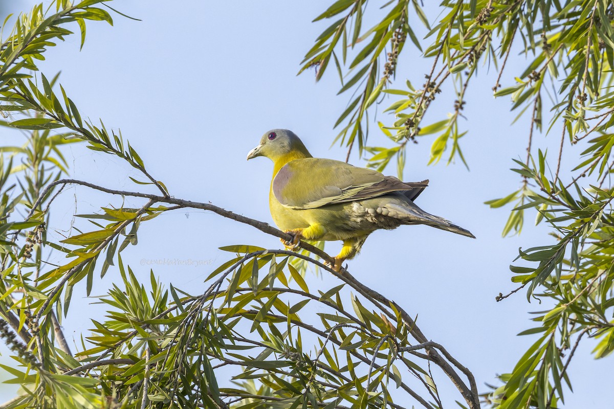 キアシアオバト - ML646339400