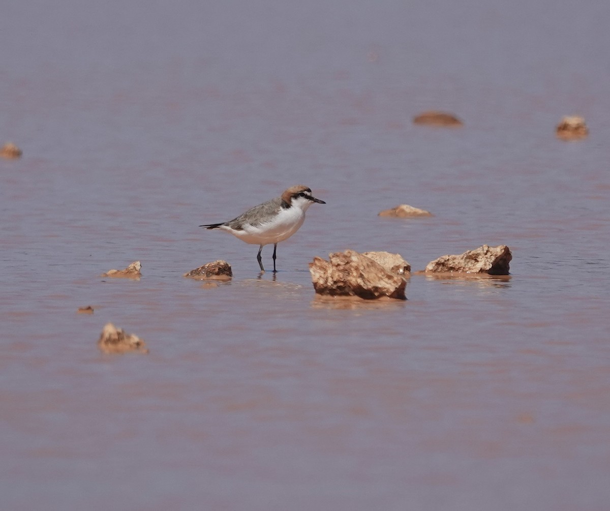 アカエリシロチドリ - ML646339402