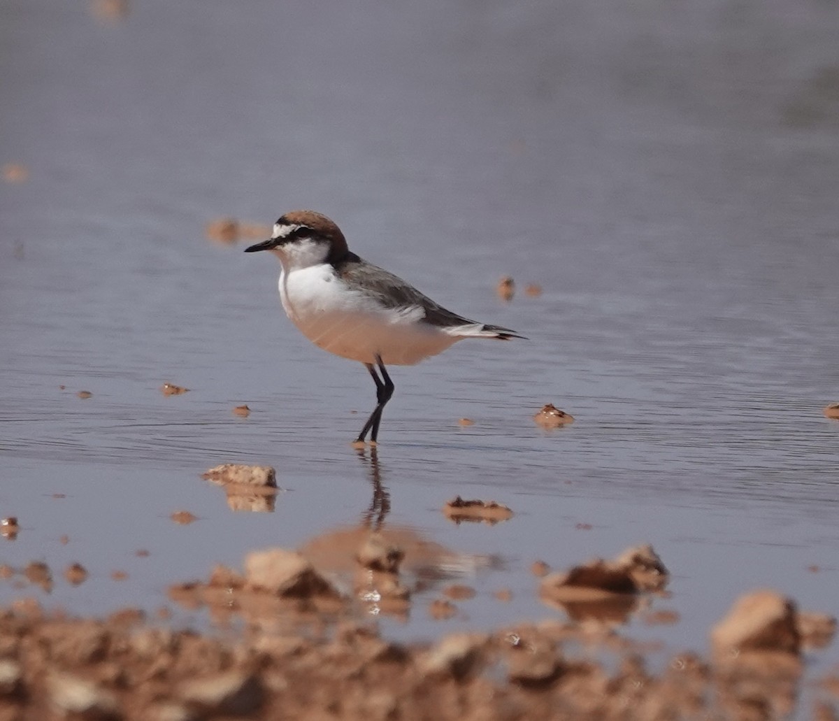 アカエリシロチドリ - ML646339403