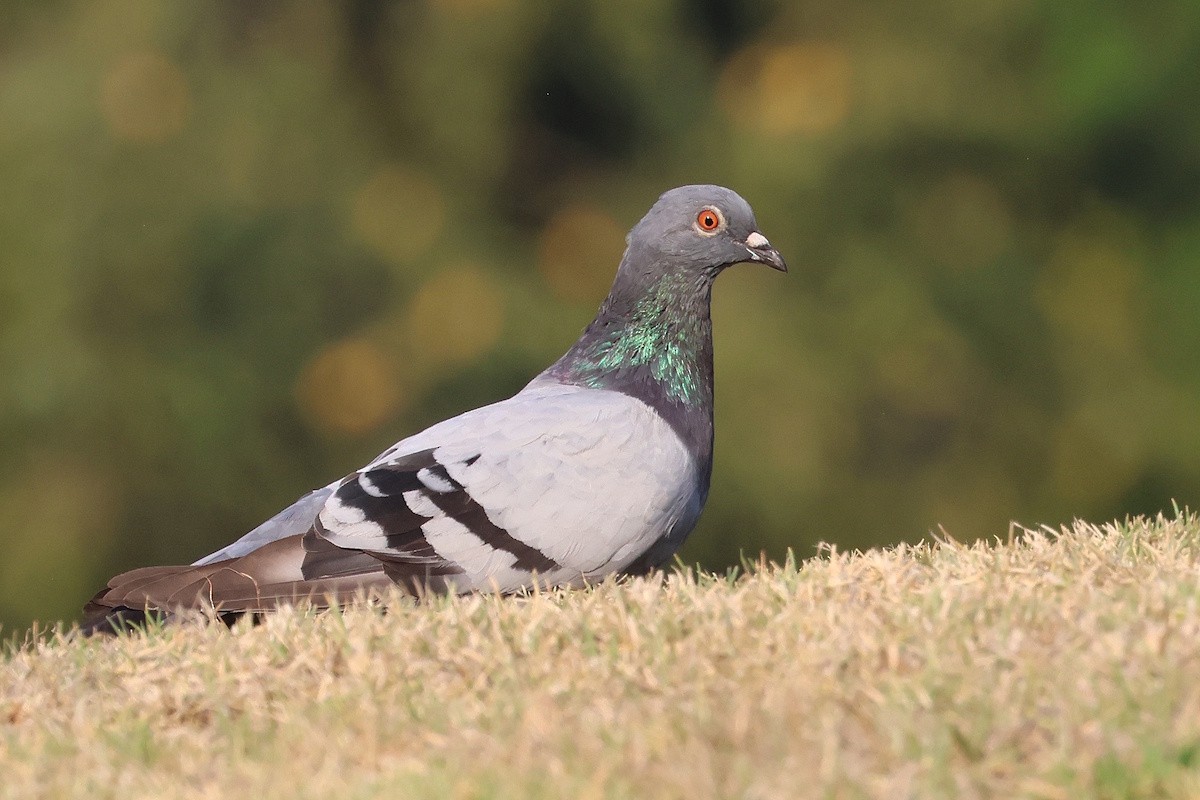 カワラバト（ドバト、家畜型） - ML646339404