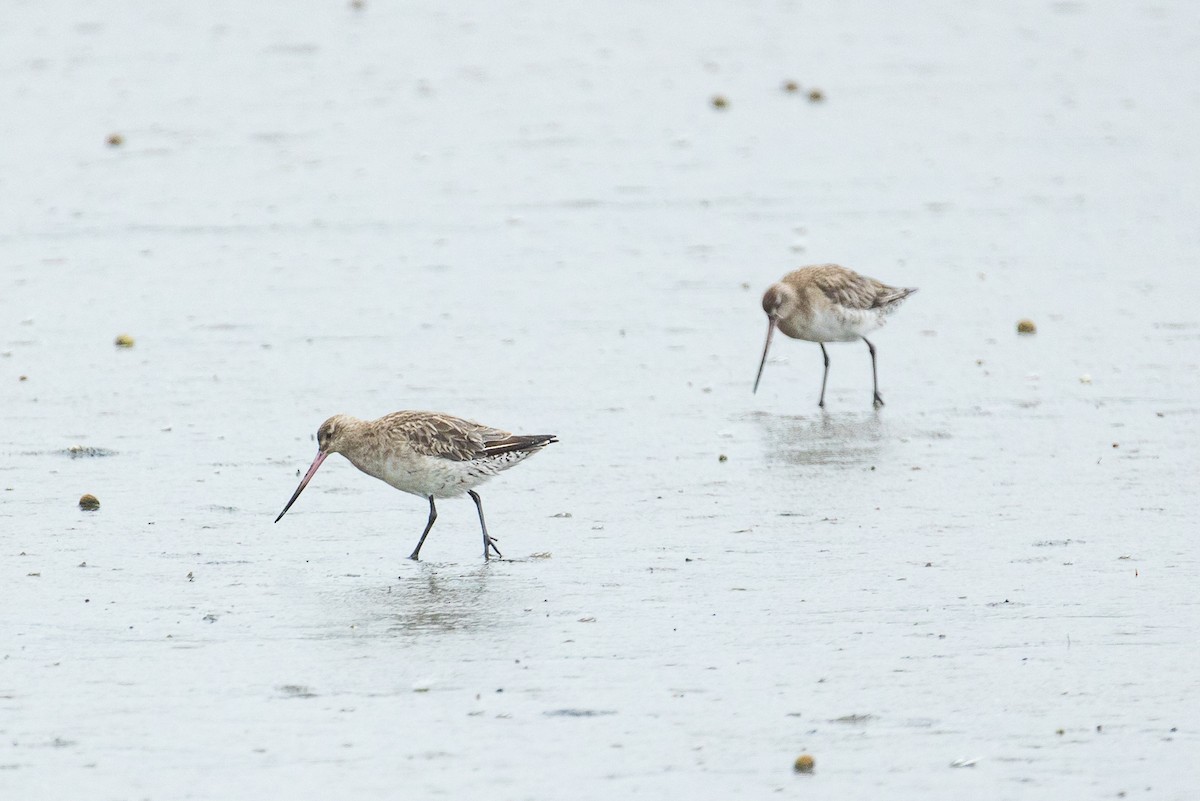 オオソリハシシギ - ML646339406