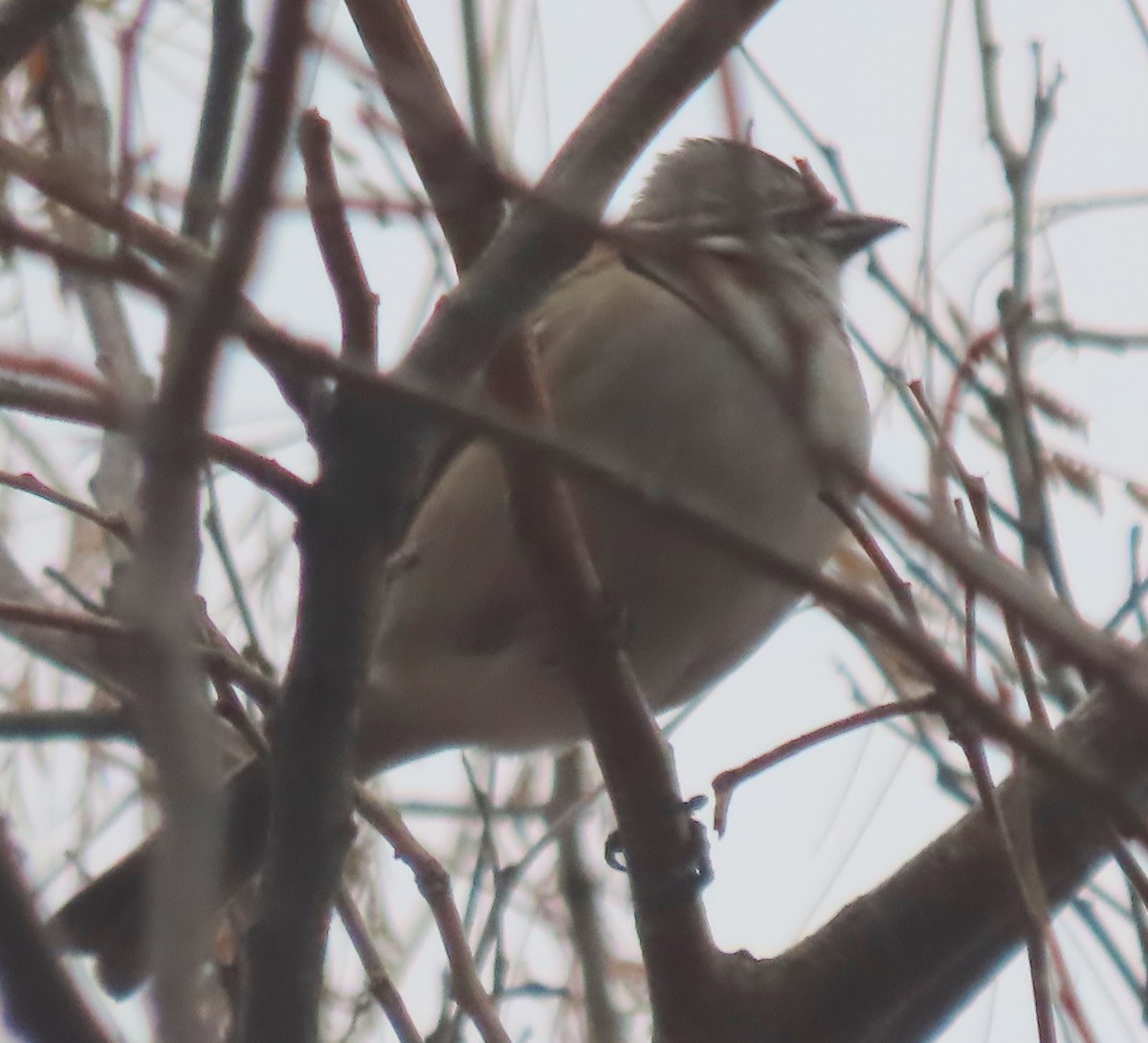 セアカカマドドリ - ML646339407