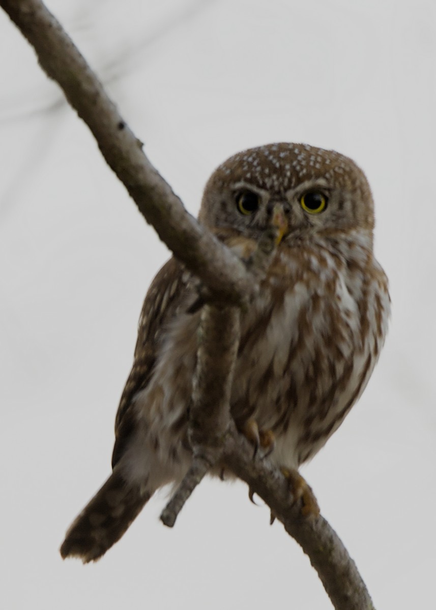 アフリカスズメフクロウ - ML646339408