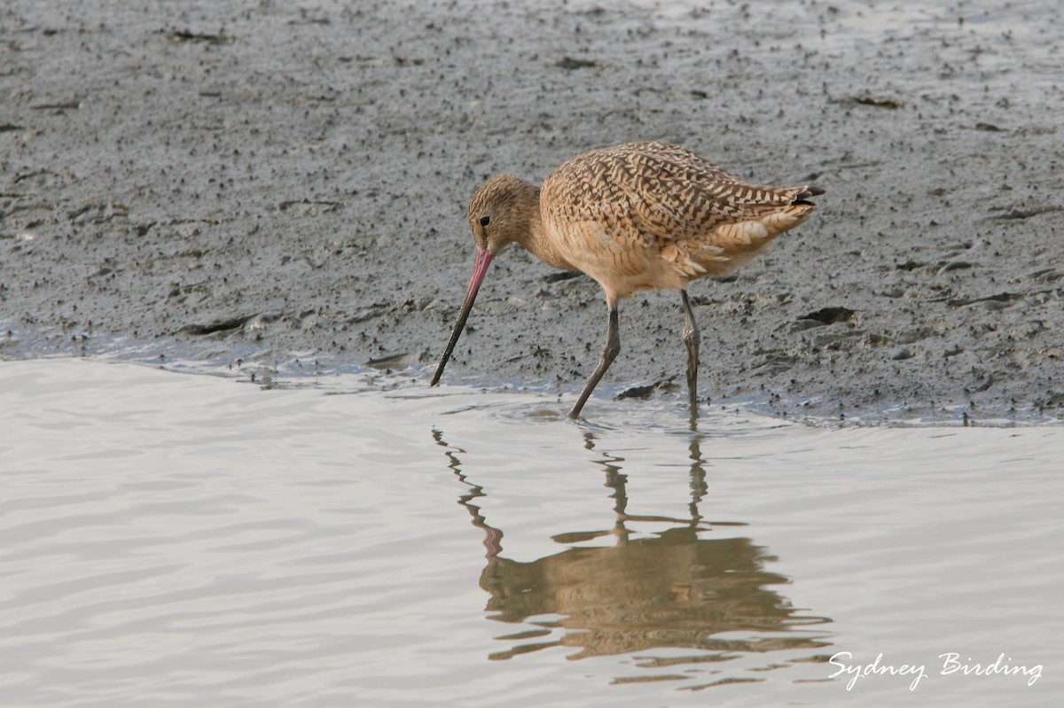アメリカオオソリハシシギ - ML646339409