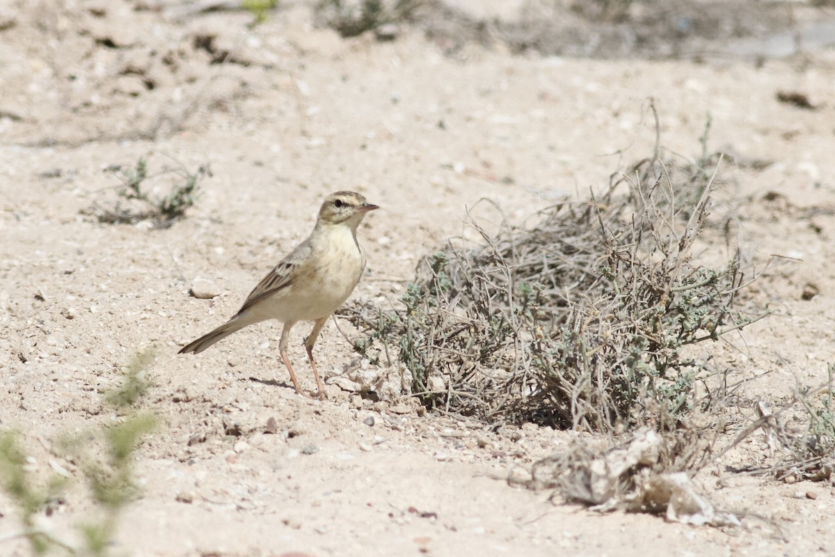 ムジタヒバリ - ML646339410