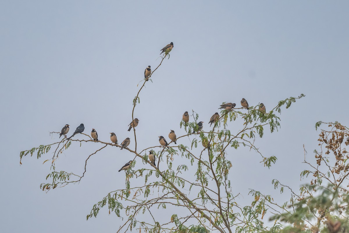 Estornino Rosado - ML646339412