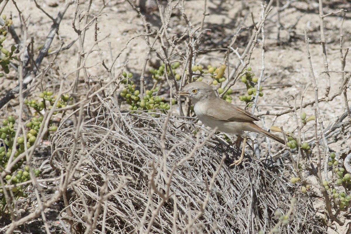 Asian Desert Warbler - ML646339413