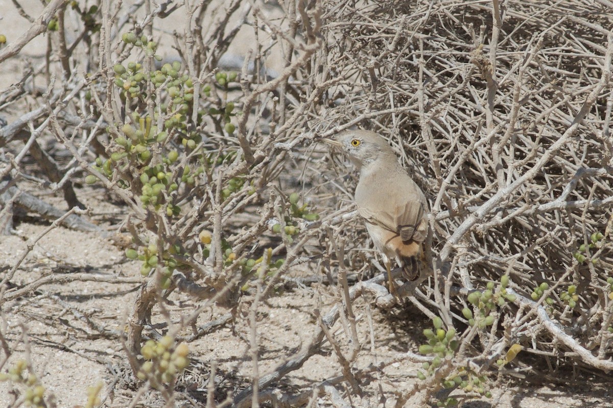 Asian Desert Warbler - ML646339419