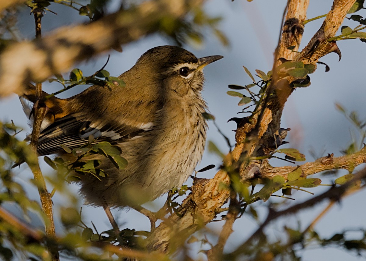 White-browed Scrub-Robin - ML646339420