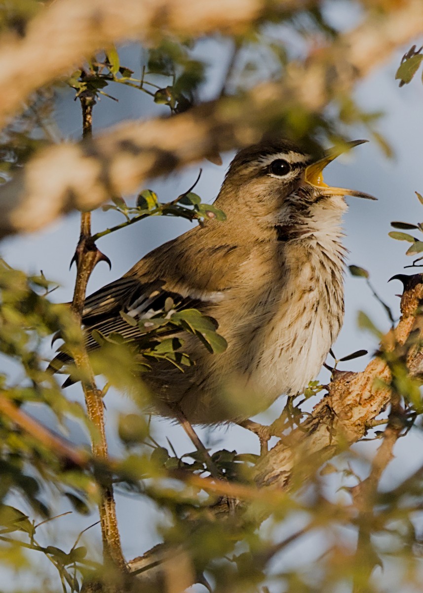 White-browed Scrub-Robin - ML646339421