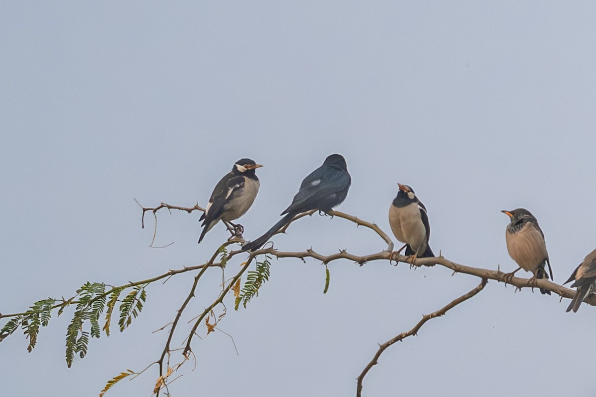 drongo černý - ML646339422