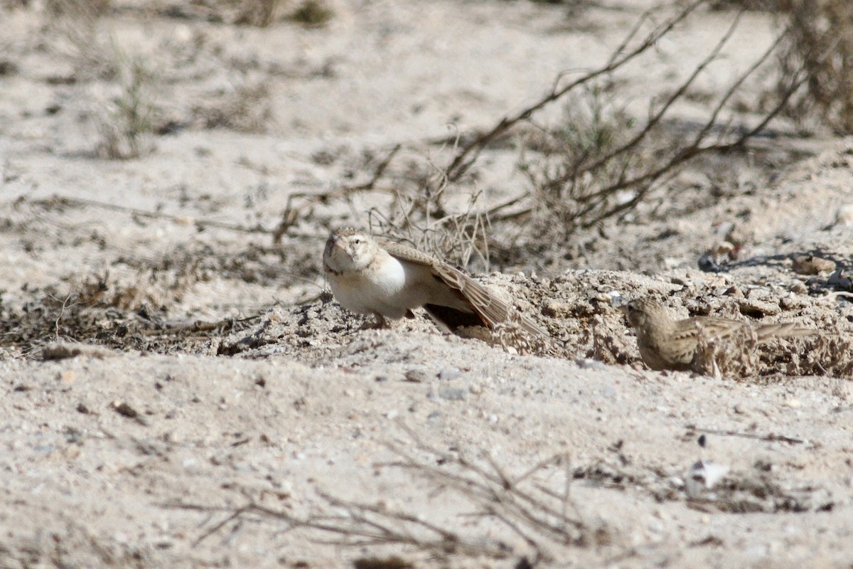 Greater Short-toed Lark - ML646339424