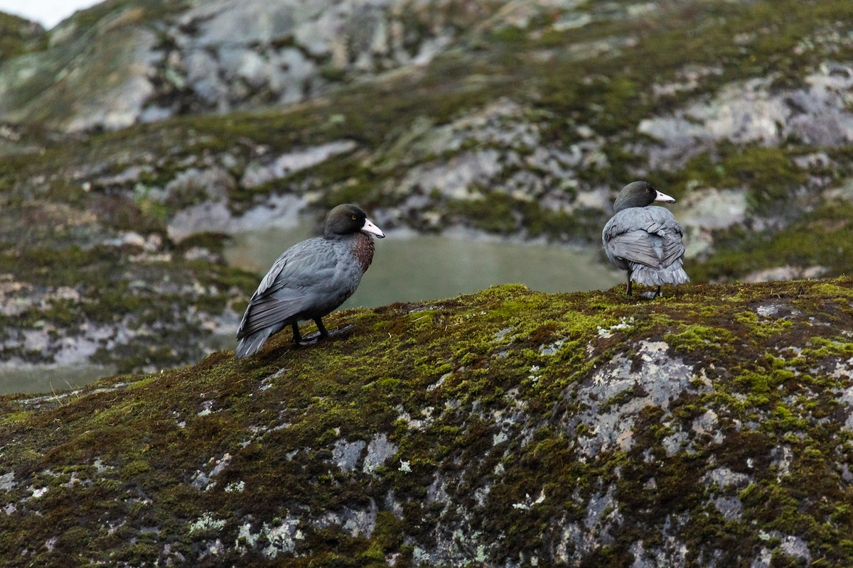 Blue Duck - ML646339425