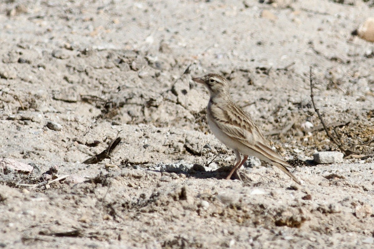Greater Short-toed Lark - ML646339427