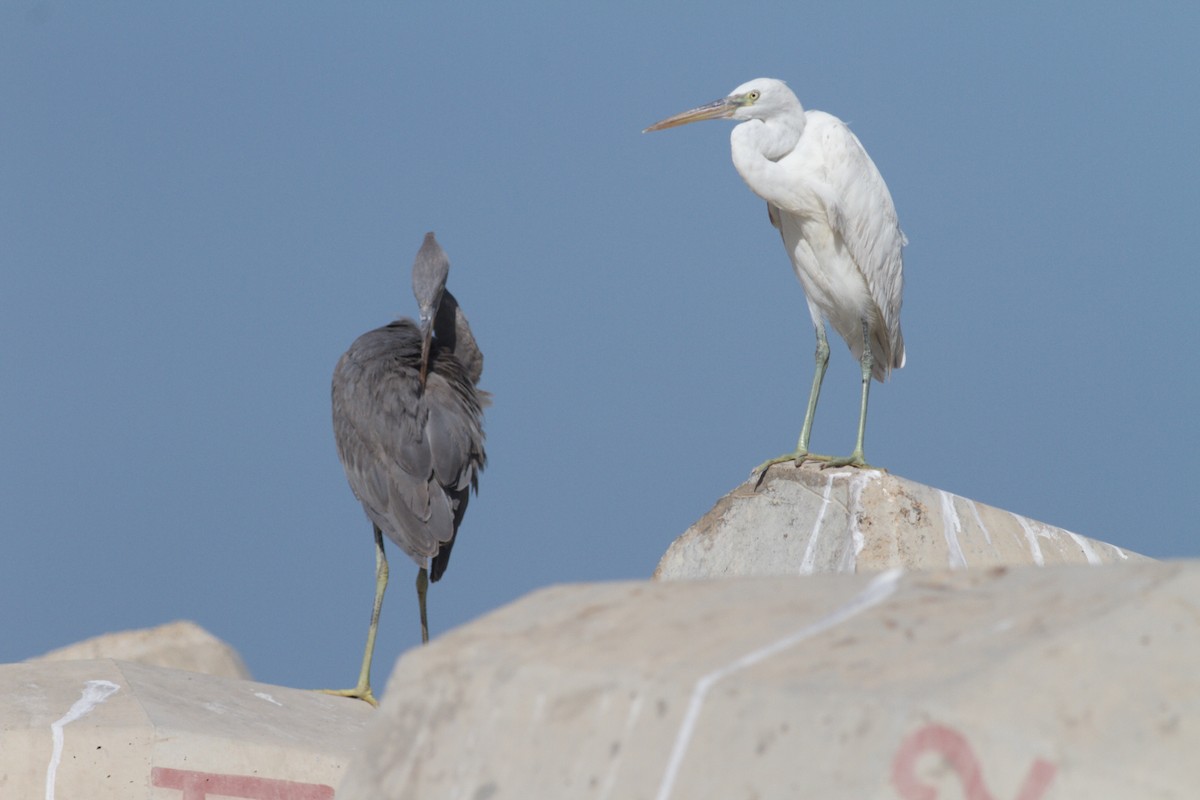 Western Reef-Heron - ML646339428