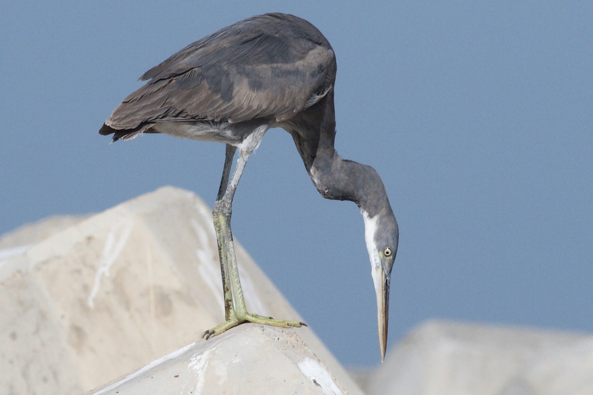 Western Reef-Heron - ML646339430