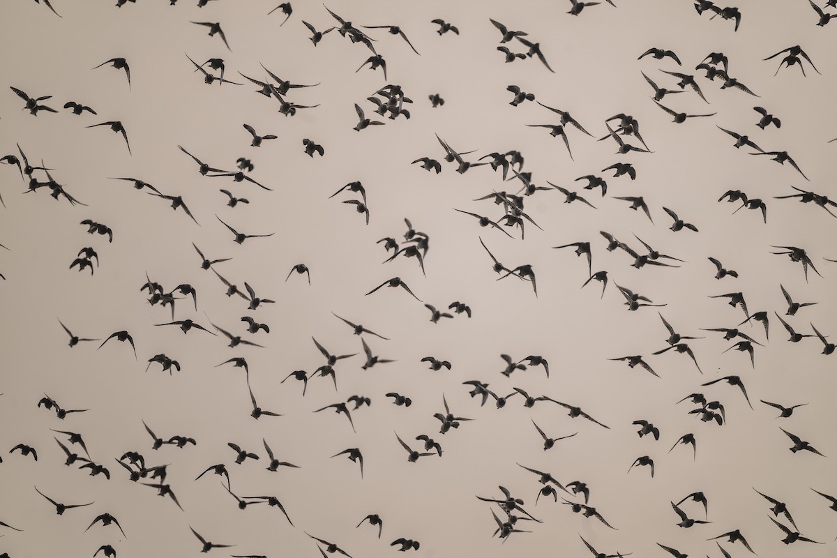 Estornino Rosado - ML646339431