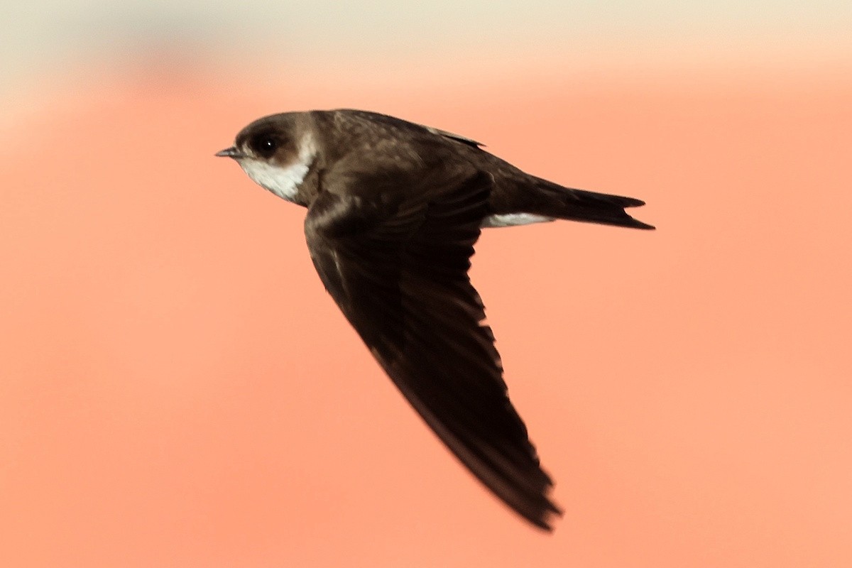 Bank Swallow - ML646339435