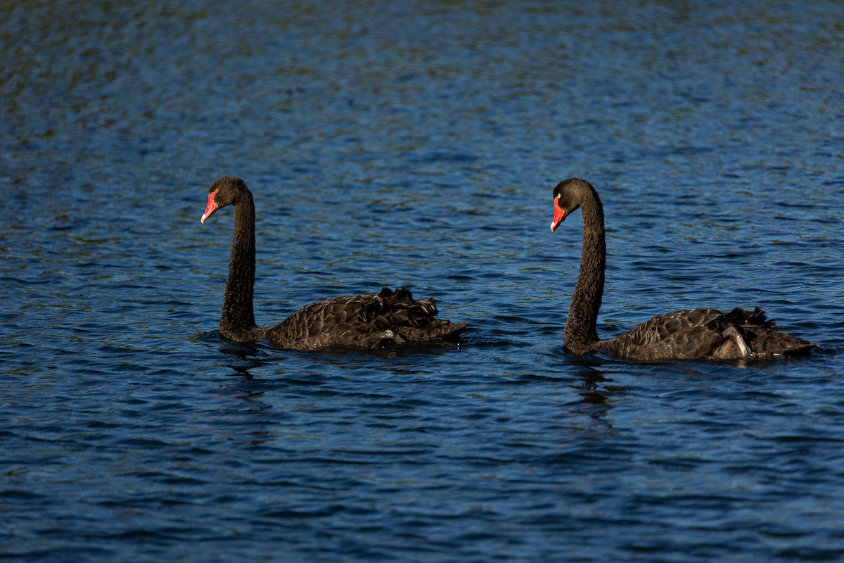 labuť černá - ML646339442