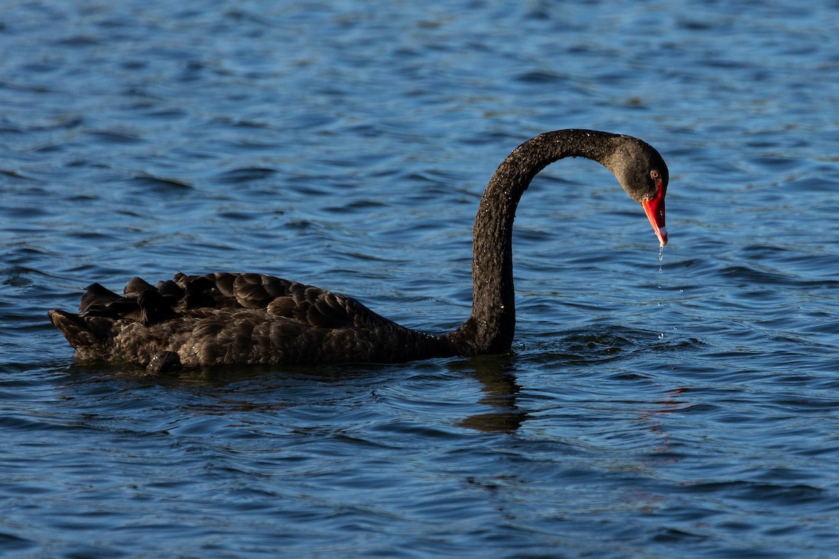 labuť černá - ML646339443