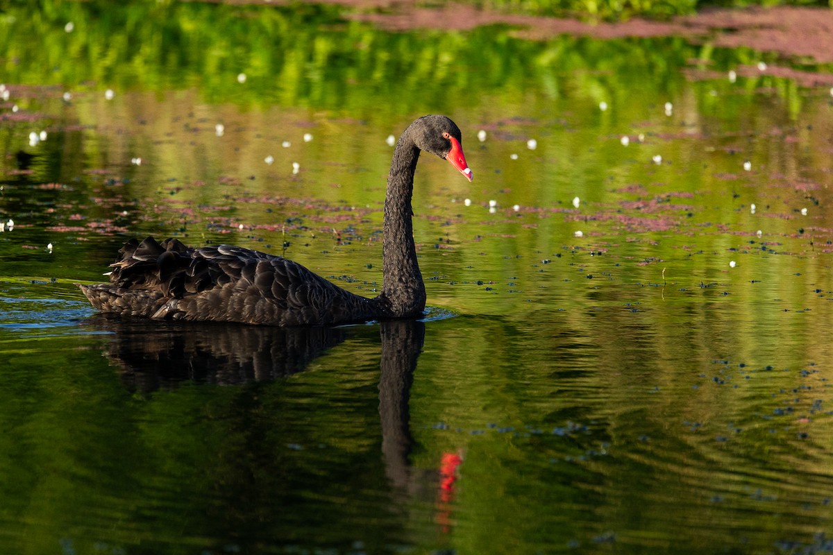 labuť černá - ML646339444