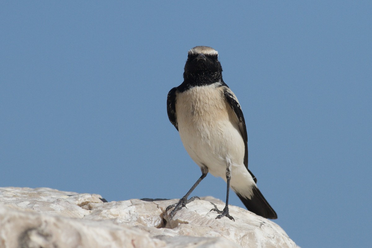 Desert Wheatear - ML646339445