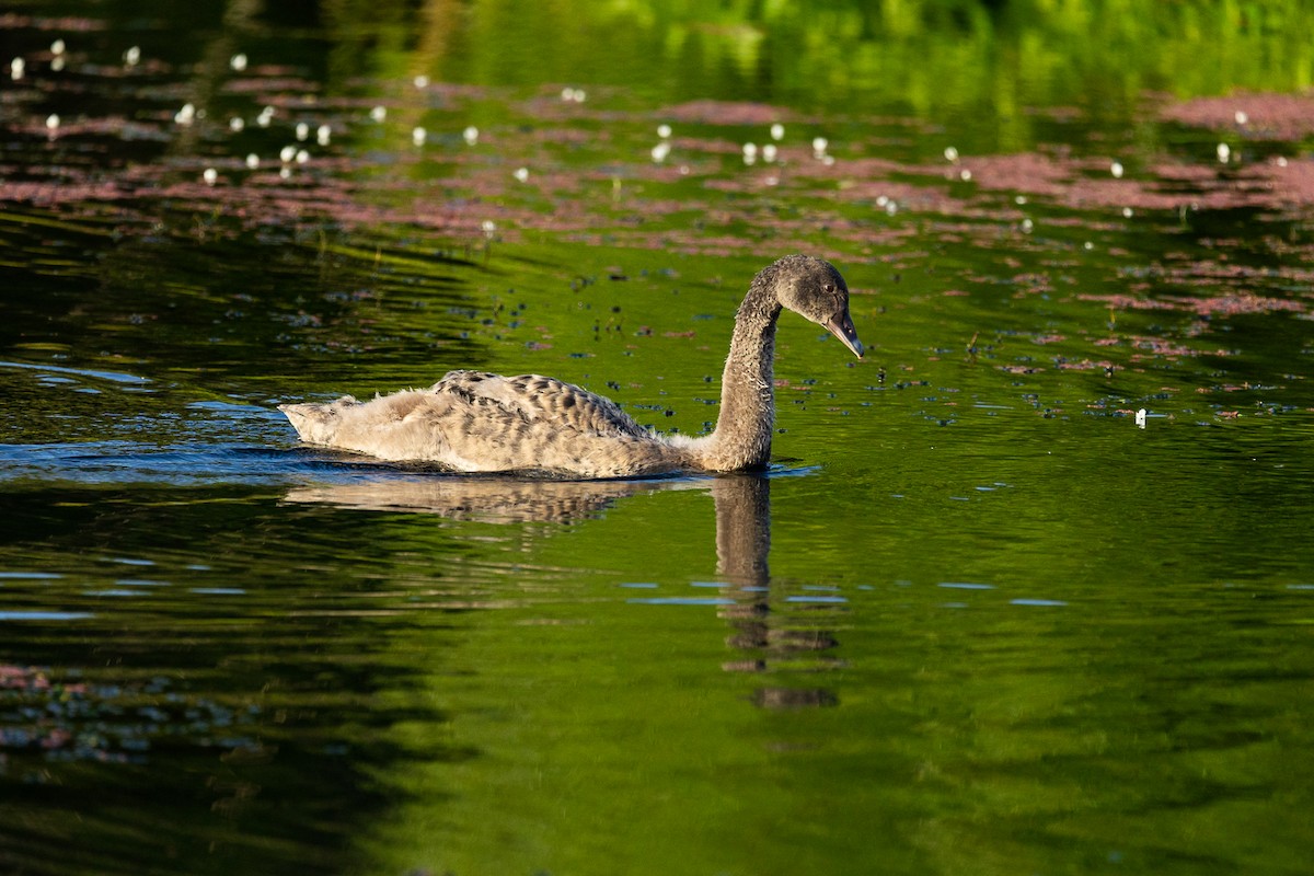 labuť černá - ML646339446