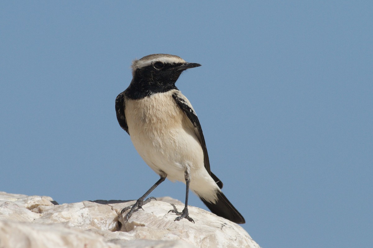 Desert Wheatear - ML646339447