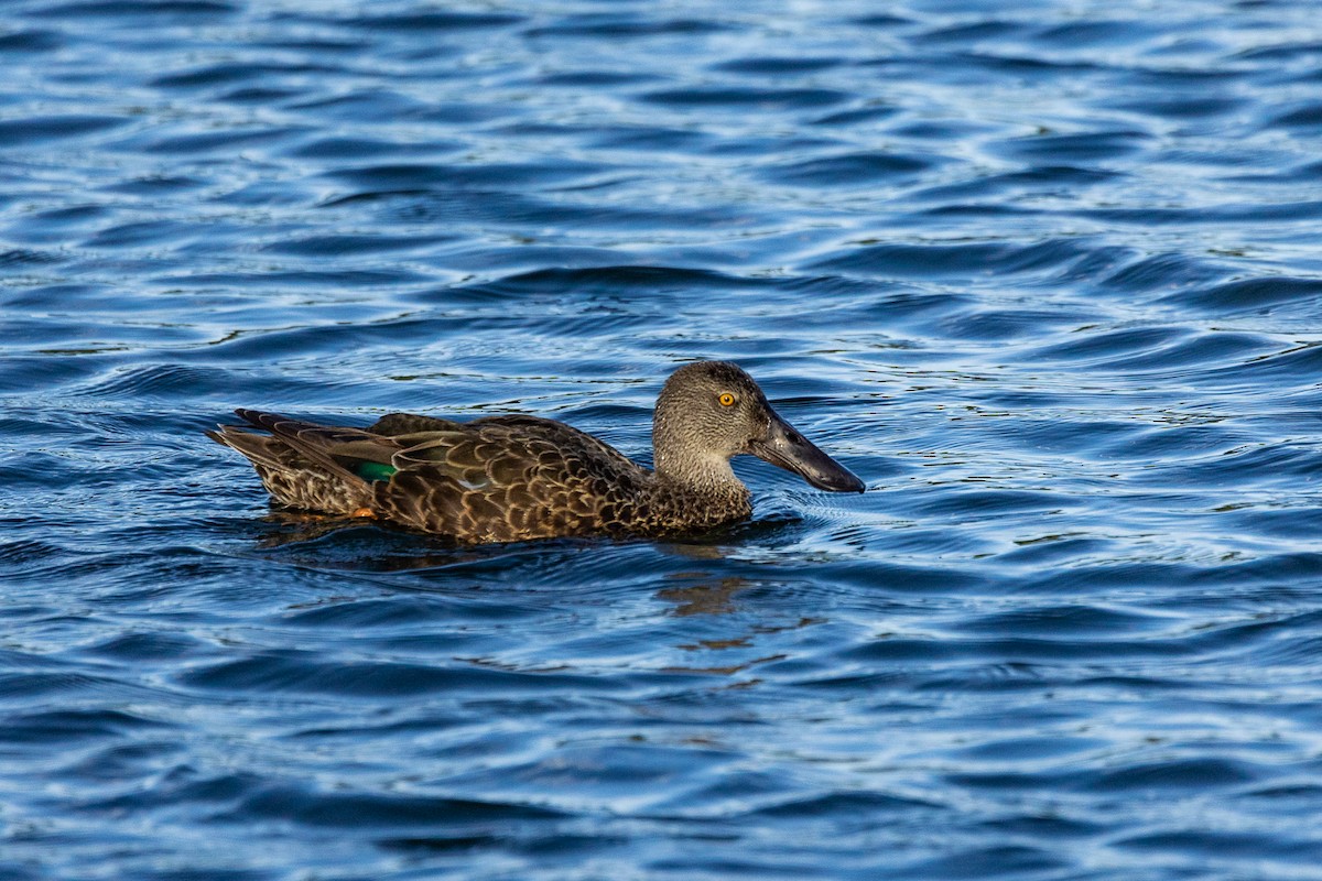 Ahate mokozabal australiarra - ML646339448