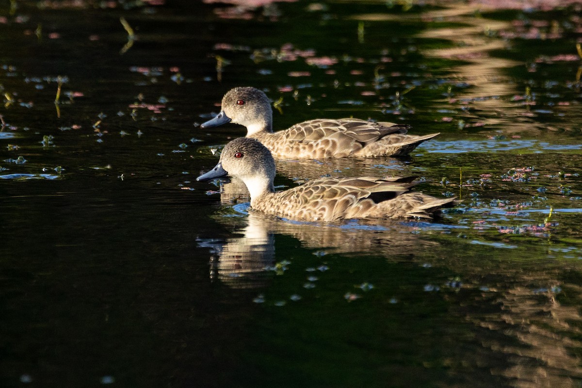čírka bělohrdlá - ML646339450