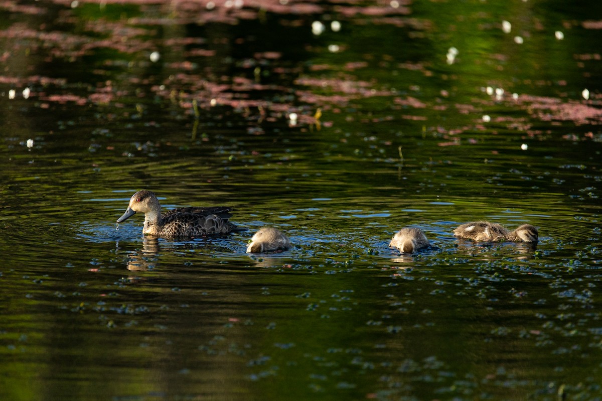 čírka bělohrdlá - ML646339451