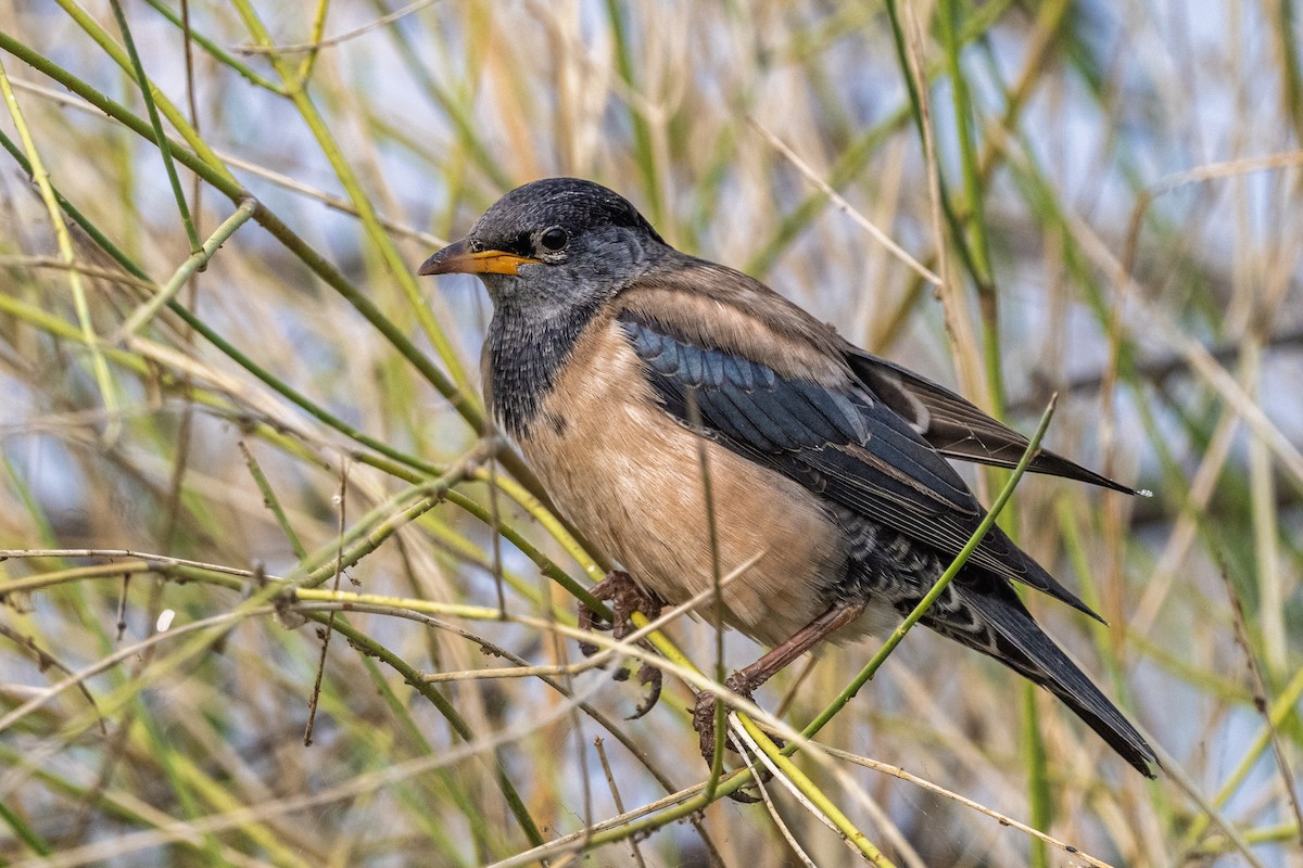 Estornino Rosado - ML646339465