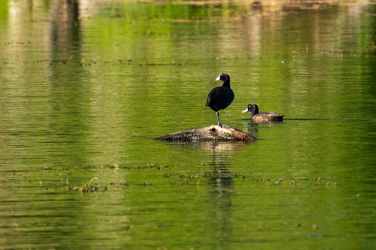 lyska černá - ML646339466