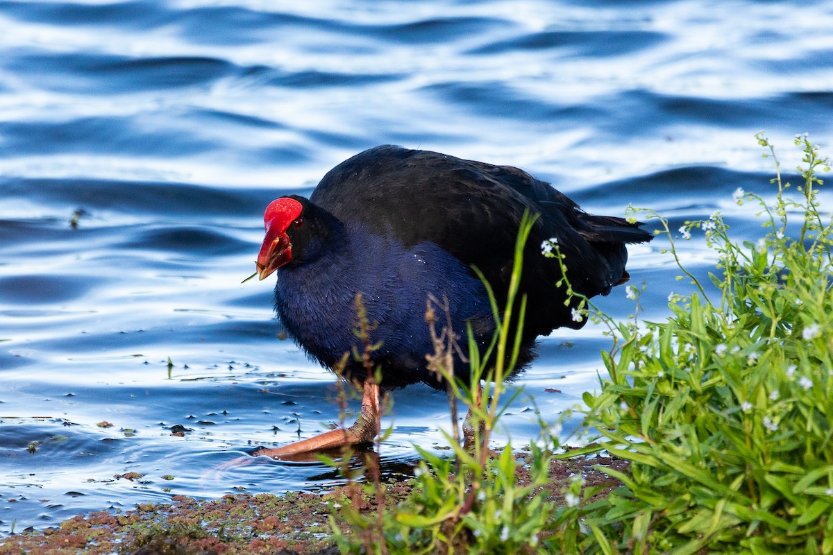 slípka australasijská - ML646339467