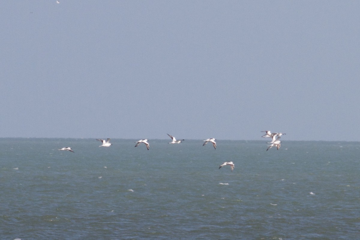 Crab-Plover - ML646339469