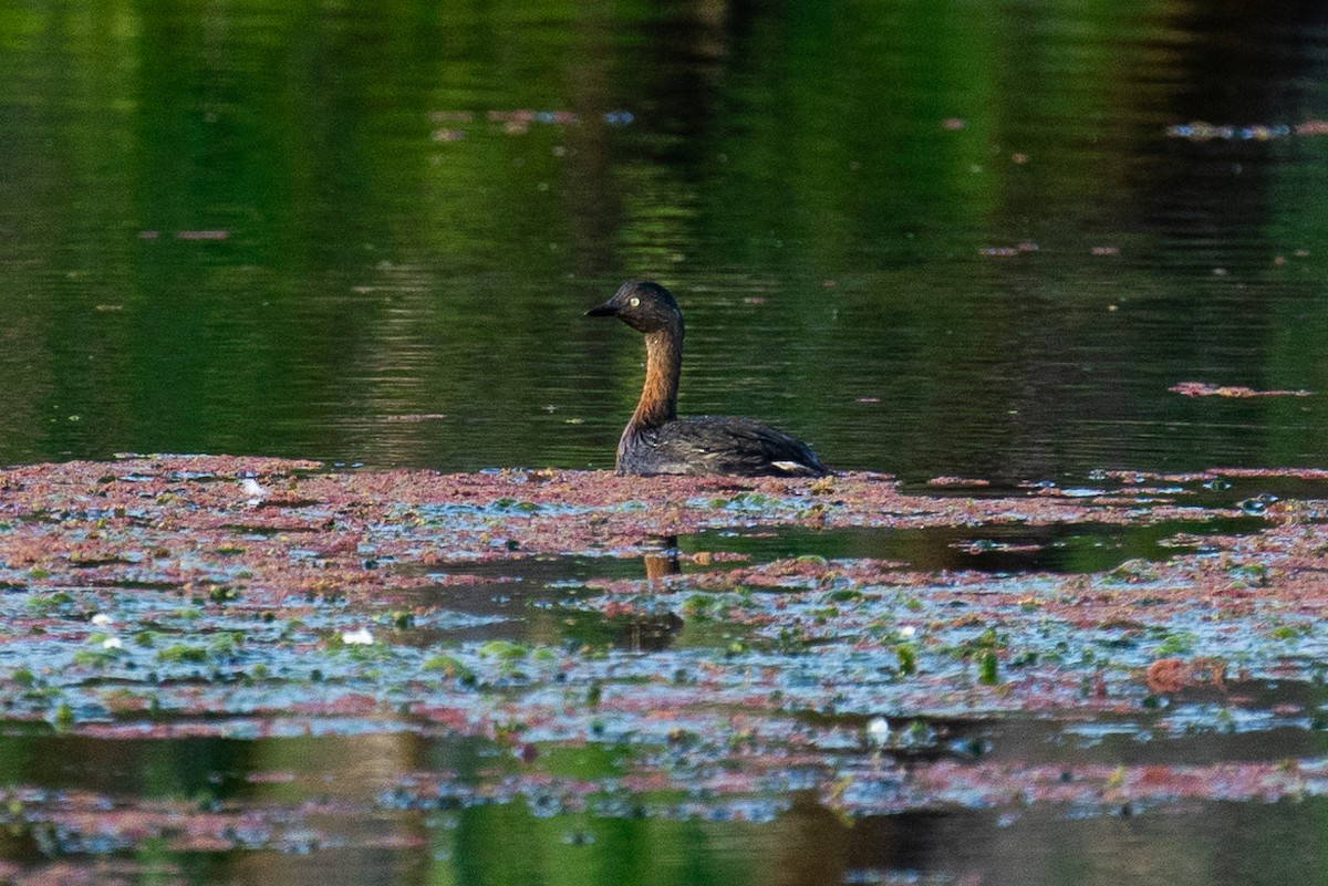 potápka novozélandská - ML646339470