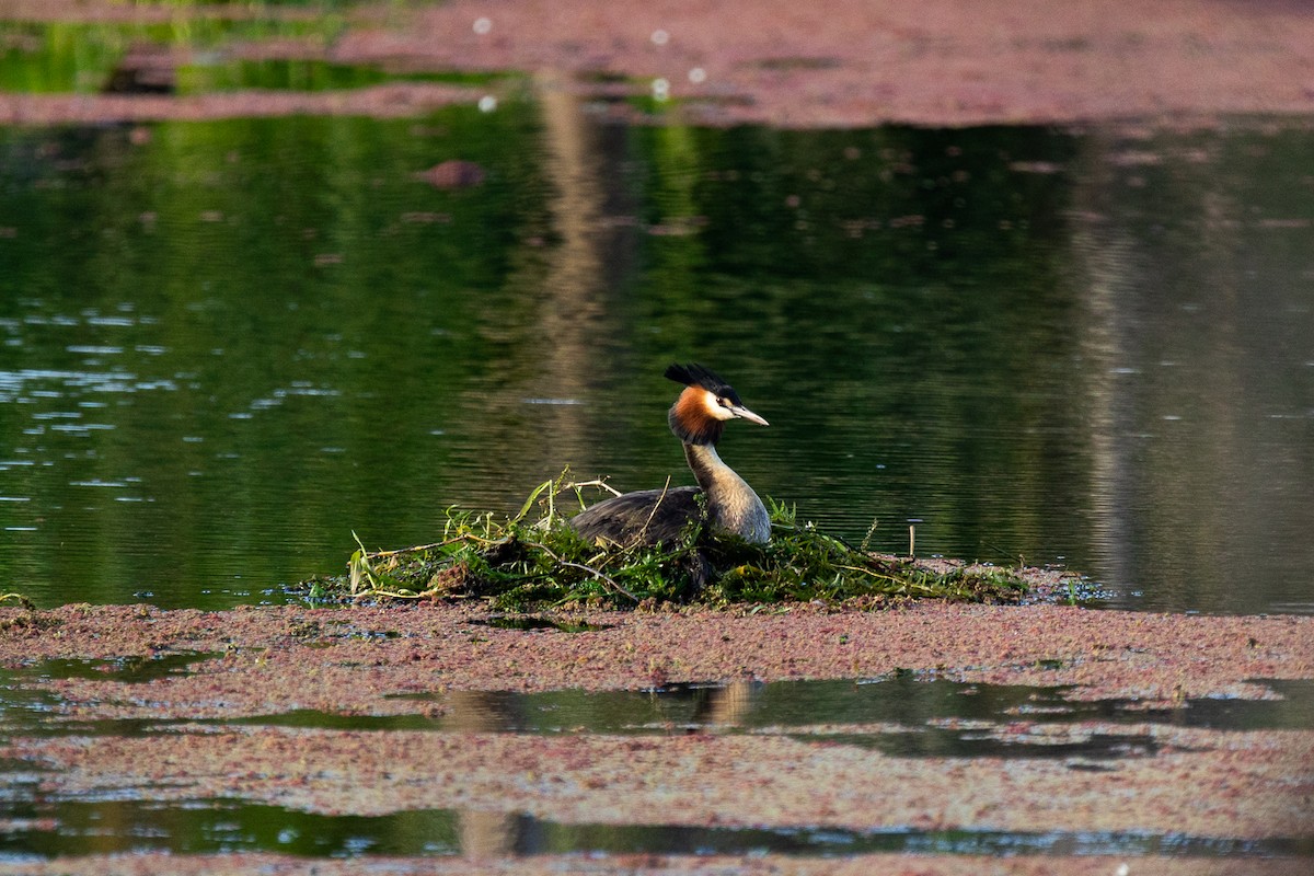 potápka roháč - ML646339472