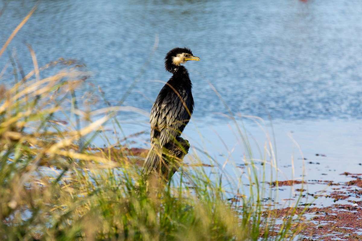 kormorán černobílý - ML646339478