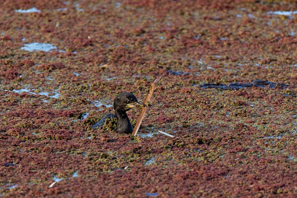 kormorán černobílý - ML646339479