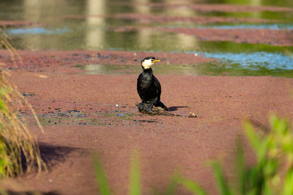 kormorán černobílý - ML646339480