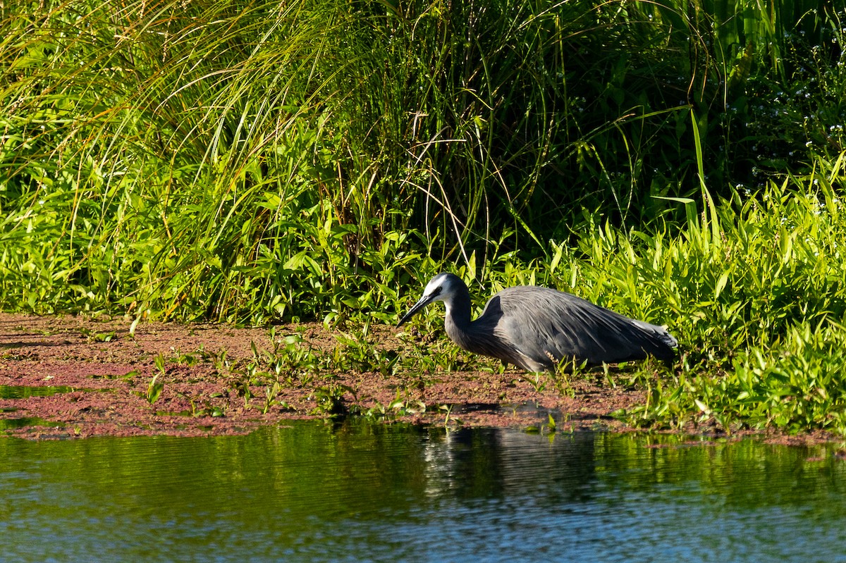 volavka bělolící - ML646339483