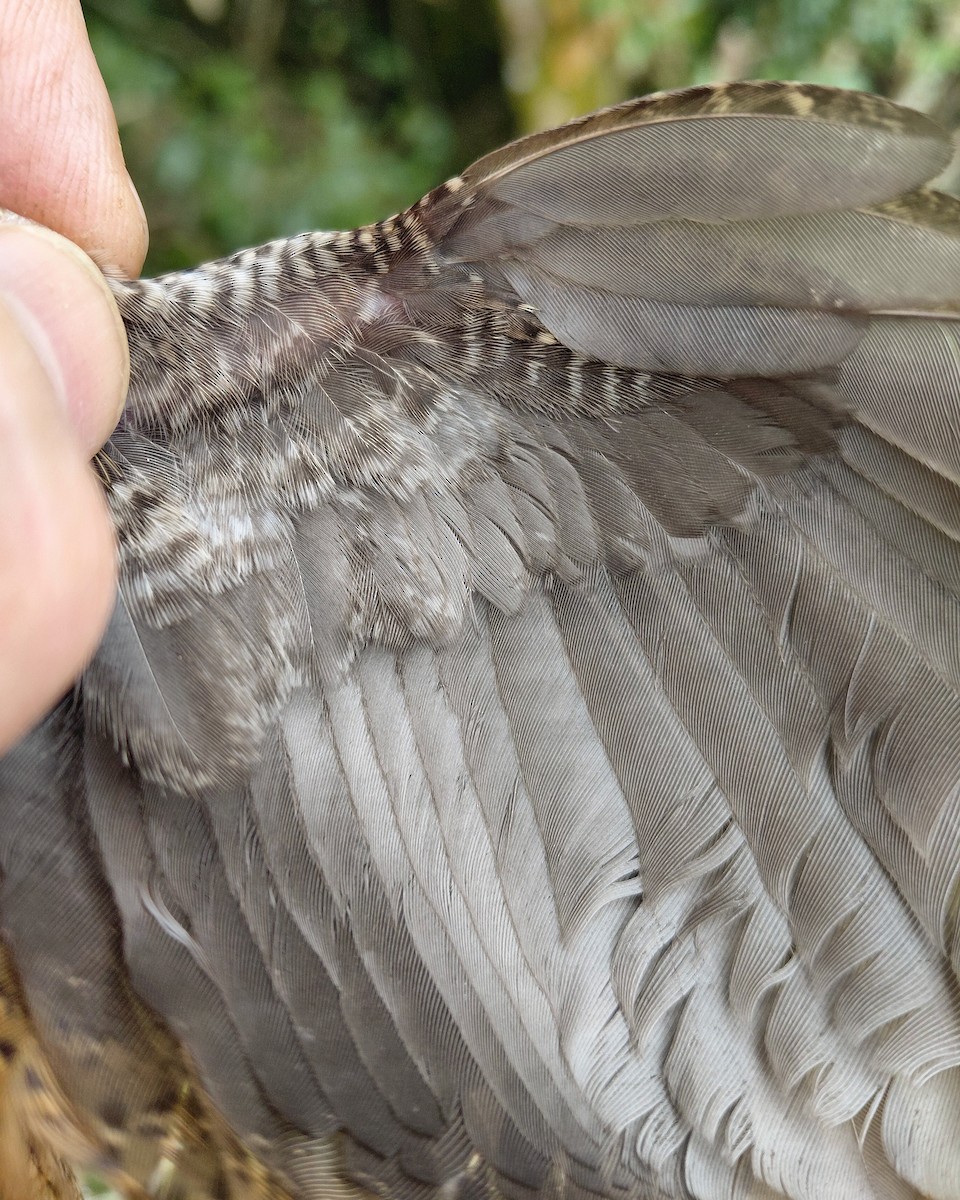 Buff-spotted Flufftail - ML646339487
